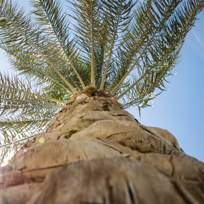 棕榈树微信头像 高大挺拔绿色棕榈树图片