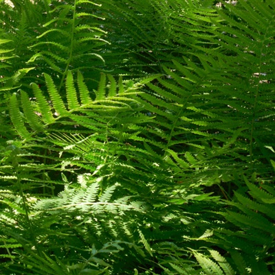 绿色微信头像 野生绿色蕨类植物