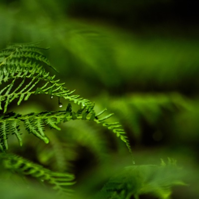 绿色微信头像 野生绿色蕨类植物