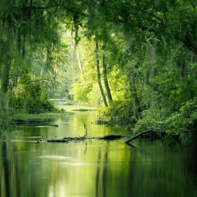 个性风景头像 湿润的沼泽风景图片