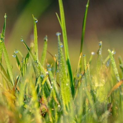 好看微信头像 绿色清新青草上面的露珠图片
