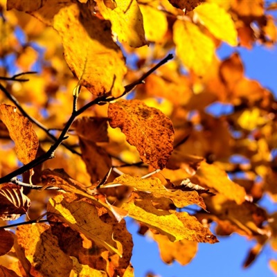 秋天树叶微信头像，看到这金黄的树叶秋天真的来了