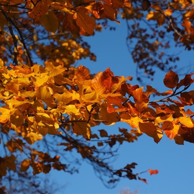 秋天树叶微信头像，看到这金黄的树叶秋天真的来了