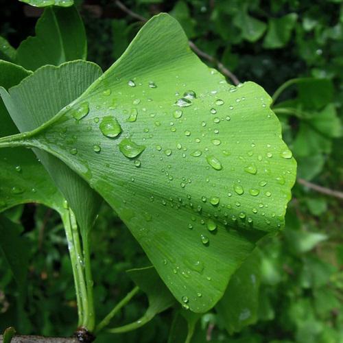 最好看的绿色微信头像，雨后的绿色植物