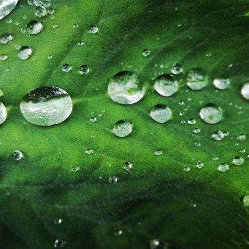 最好看的绿色微信头像，雨后的绿色植物