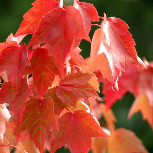 枫叶微信头像，秋天红色的枫叶看起来太美了