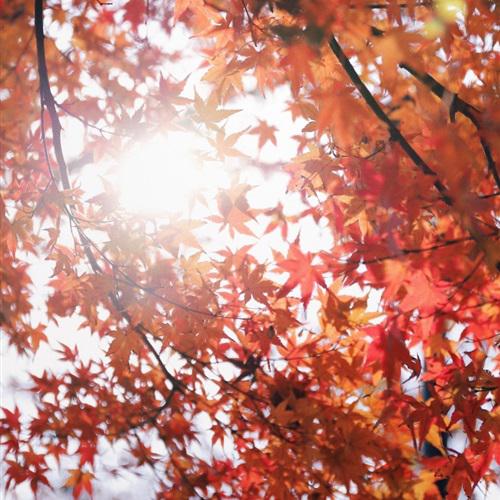 枫叶微信头像，秋天红色的枫叶看起来太美了