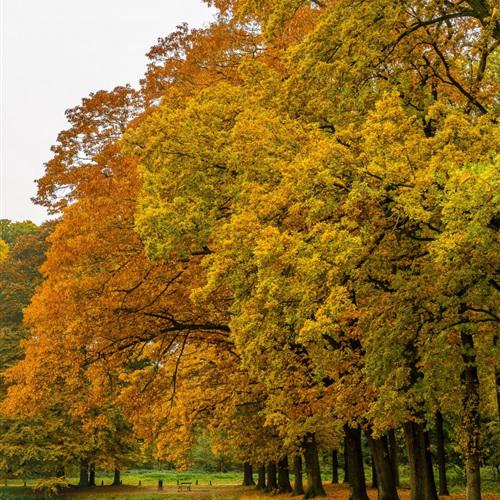 经典微信头像风景，秋季的树林这个夏天用用吧