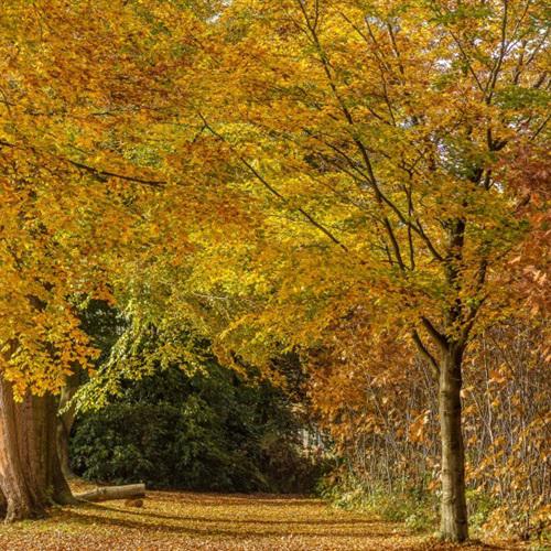 经典微信头像风景，秋季的树林这个夏天用用吧