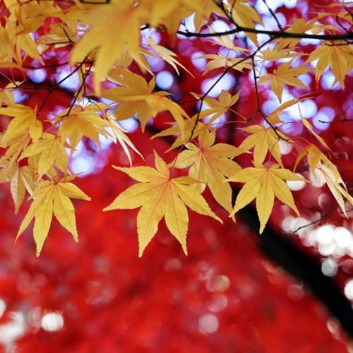 漂亮的红枫叶微信头像，秋季嫣红的枫叶图片