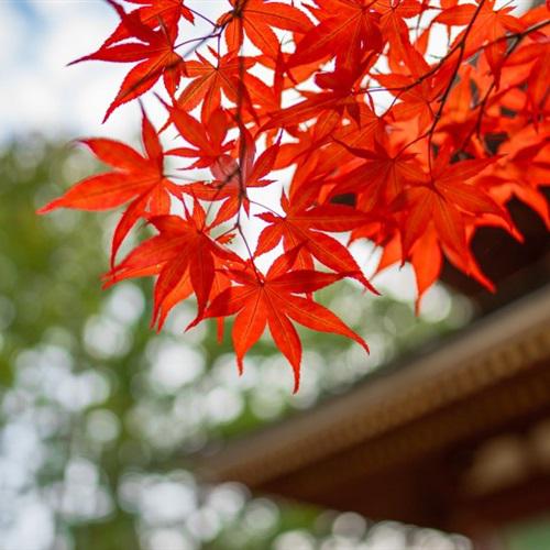 漂亮的红枫叶微信头像，秋季嫣红的枫叶图片