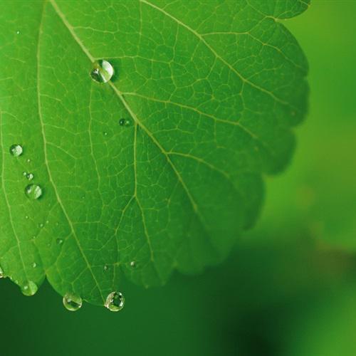 绿叶微信头像，最美的超好看叶子图片头像