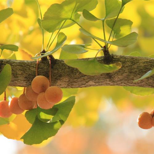 意境唯美微信头像，清新绿色森系唯美银杏树图片