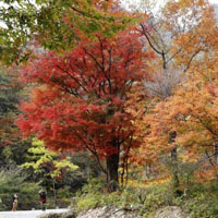 色彩斑斓,红红火火枫叶头像,秋山,秋水,秋天风景好美啊,心儿醉了