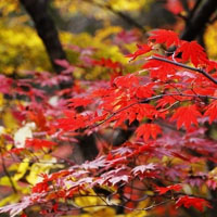 色彩斑斓,红红火火枫叶头像,秋山,秋水,秋天风景好美啊,心儿醉了