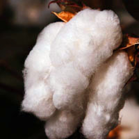 丰收的棉花白如云qq头像图片,如云如雪,大丰收,我家乡的,我拍的