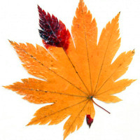秋季枫叶风景,唯美秋季风景头像图片,迷人的枫叶,充满色彩的树木