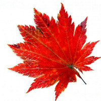 秋季枫叶风景,唯美秋季风景头像图片,迷人的枫叶,充满色彩的树木