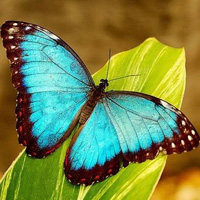 好看的唯美蝴蝶头像图片,我们在现实生活中很难见到的各种蝴蝶
