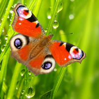 好看的唯美蝴蝶头像图片,我们在现实生活中很难见到的各种蝴蝶