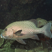 各种海洋生物海头像图片,全部是你没见过的鱼、贝、虾、蟹等生物