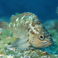 各种海洋生物海头像图片,全部是你没见过的鱼、贝、虾、蟹等生物