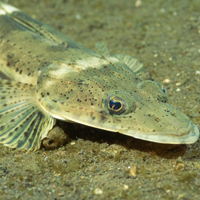 各种海洋生物海头像图片,全部是你没见过的鱼、贝、虾、蟹等生物