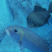 各种海洋生物海头像图片,全部是你没见过的鱼、贝、虾、蟹等生物