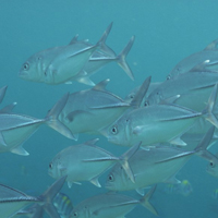 各种海洋生物海头像图片,全部是你没见过的鱼、贝、虾、蟹等生物