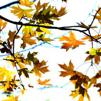 旅游随拍公园秋色美如画,qq秋叶头像,红叶最浓的时节,漂亮