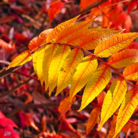 旅游随拍公园秋色美如画,qq秋叶头像,红叶最浓的时节,漂亮