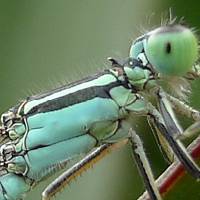 昆虫纲蜻蜓目qq蜻蜓头像,意境蜻蜓头像图片,今天抓拍的,很漂亮吧