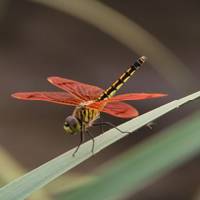 昆虫纲蜻蜓目qq蜻蜓头像,意境蜻蜓头像图片,今天抓拍的,很漂亮吧