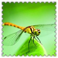 昆虫界的捕虫高手意境蜻蜓头像图片,各种各样,颜色很漂亮