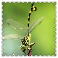 昆虫界的捕虫高手意境蜻蜓头像图片,各种各样,颜色很漂亮