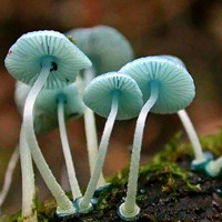 漂亮好看的各种各样qq蘑菇头像图片,色彩鲜艳太美丽了