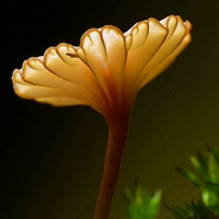 漂亮好看的各种各样qq蘑菇头像图片,色彩鲜艳太美丽了