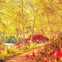 初秋的林间小道,唯美风景意境个性头像图片,片片金黄的落叶纷纷飘落